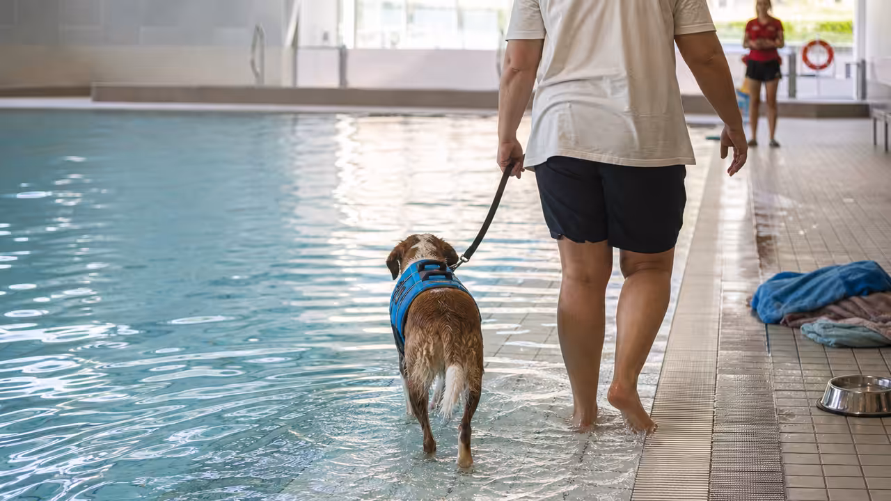 Un chien accompagné de son maître entre prudemment dans le petit bassin d’une piscine municipale vide