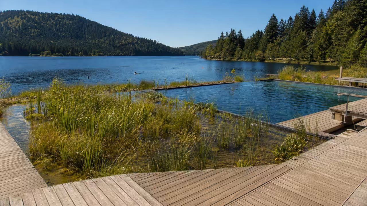 Zone de baignade biologique du Lac des Sapins, bordée de végétaux et de forêt dans le Beaujolais Vert