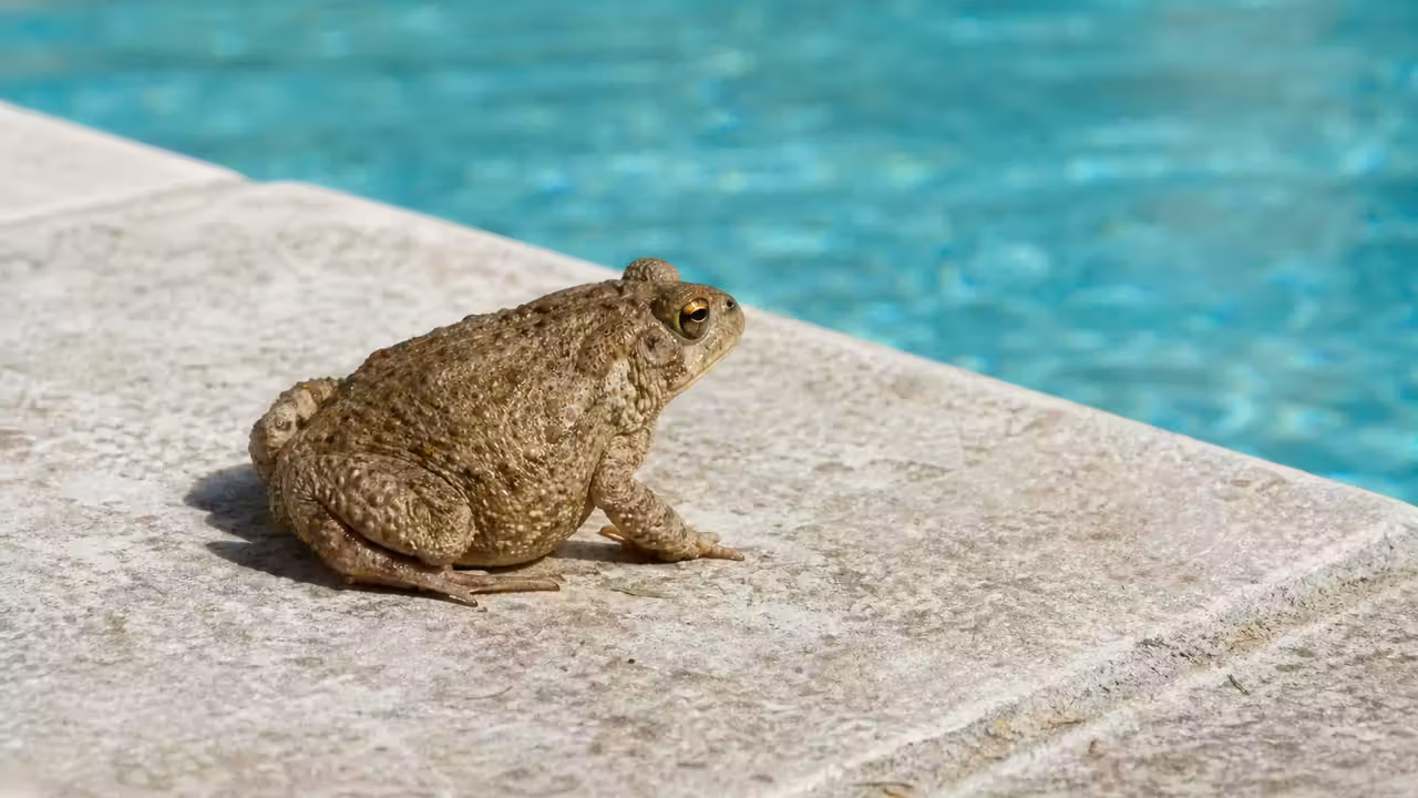Petit crapaud posé sur le bord d'une piscine près de la ligne d'eau turquoise