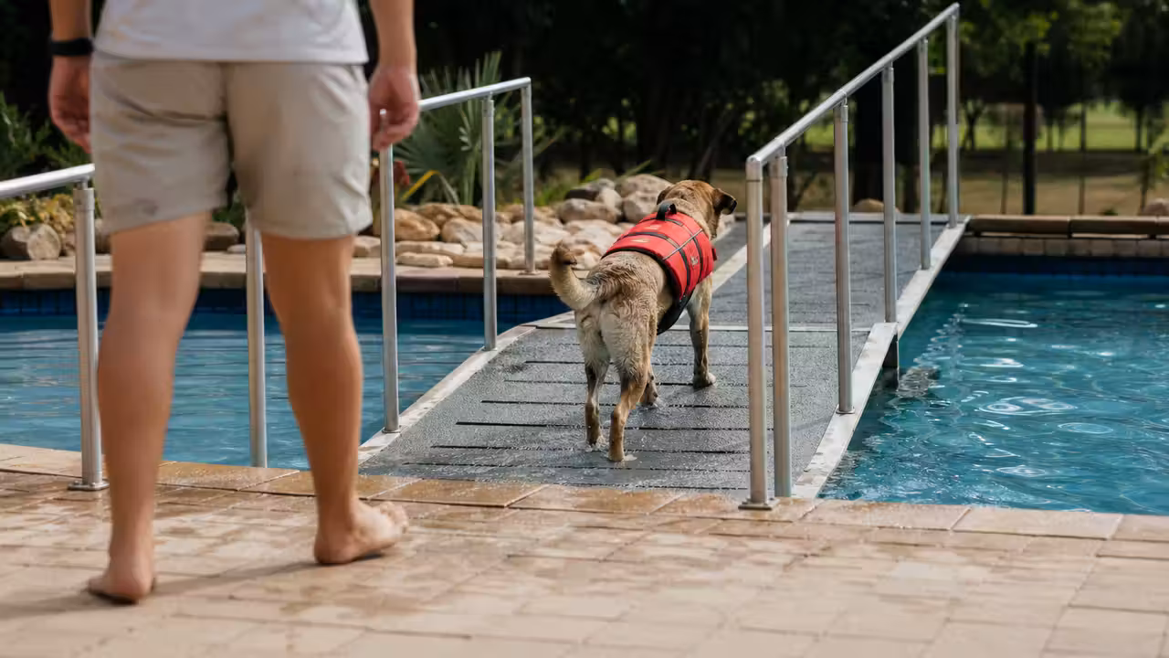 Chien équipé d’un gilet de flottaison entrant dans une piscine canine par une rampe antidérapante