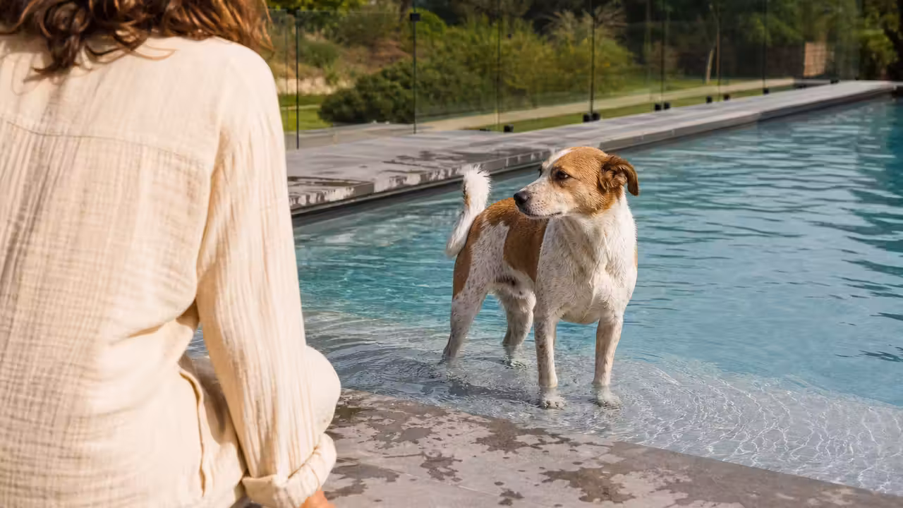 Chien de taille moyenne près d’un escalier de piscine, sous la surveillance d’un adulte dans un jardin