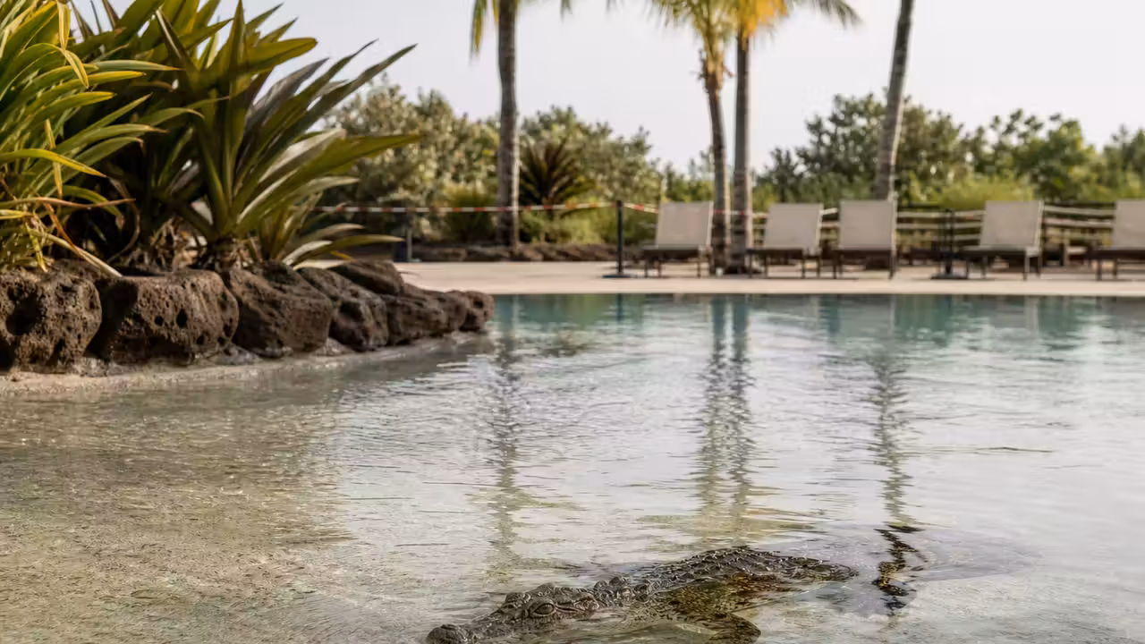 Crocodile juvénile immobile dans une piscine-lagon d’hôtel, avec transats vides maintenus à distance
