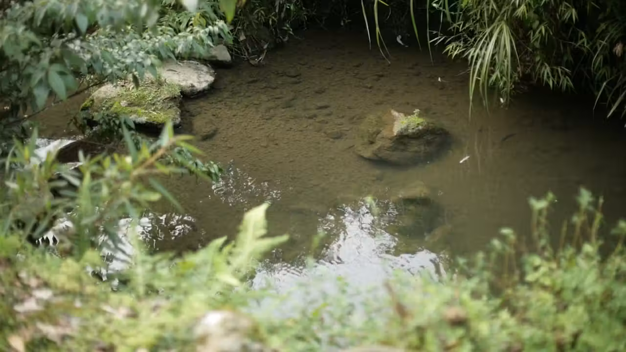 Bassin de baignade écologique bordé de roseaux et de végétation au pied des reliefs de Chartreuse
