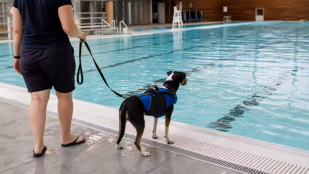 Chien équipé d’un gilet de flottaison près de la rampe d’un bassin municipal vide de baigneurs