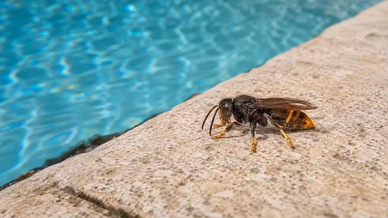 Frelon asiatique aux pattes jaunes posé sur le bord d'une piscine près de l'eau turquoise