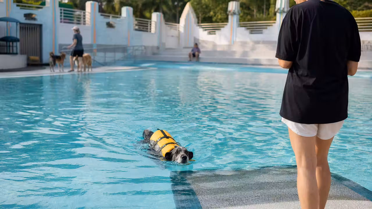 Chien équipé d’un gilet de flottaison rejoignant une rampe dans une piscine extérieure surveillée