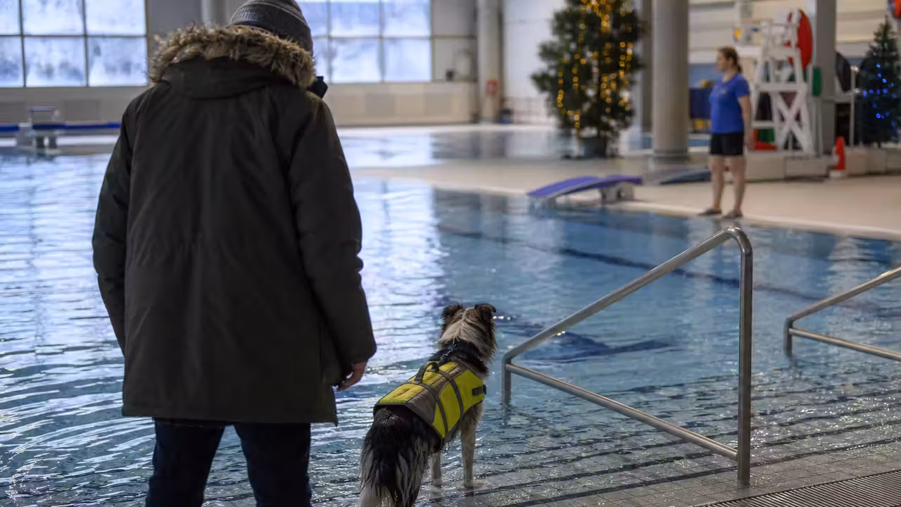 Chien équipé d’un gilet flottant au bord d’un bassin couvert, surveillé par son propriétaire et un encadrant