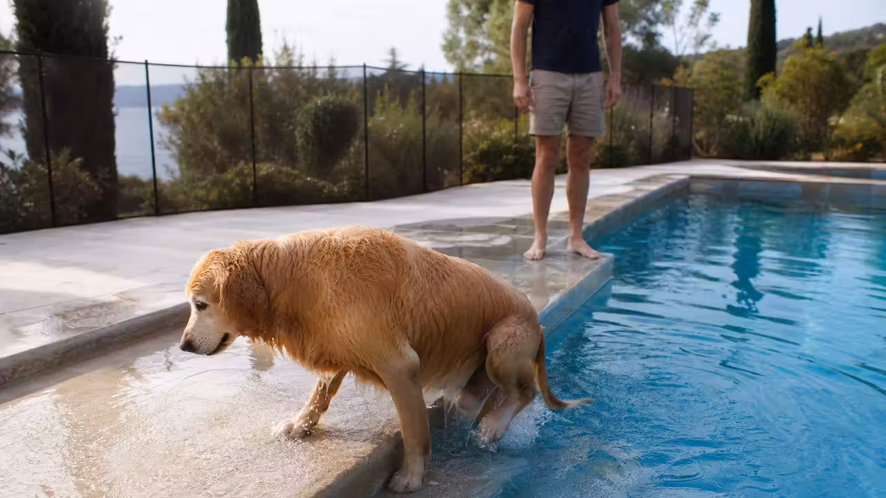 Un chien adulte sort calmement d’une piscine par un large escalier sous la surveillance de son propriétaire