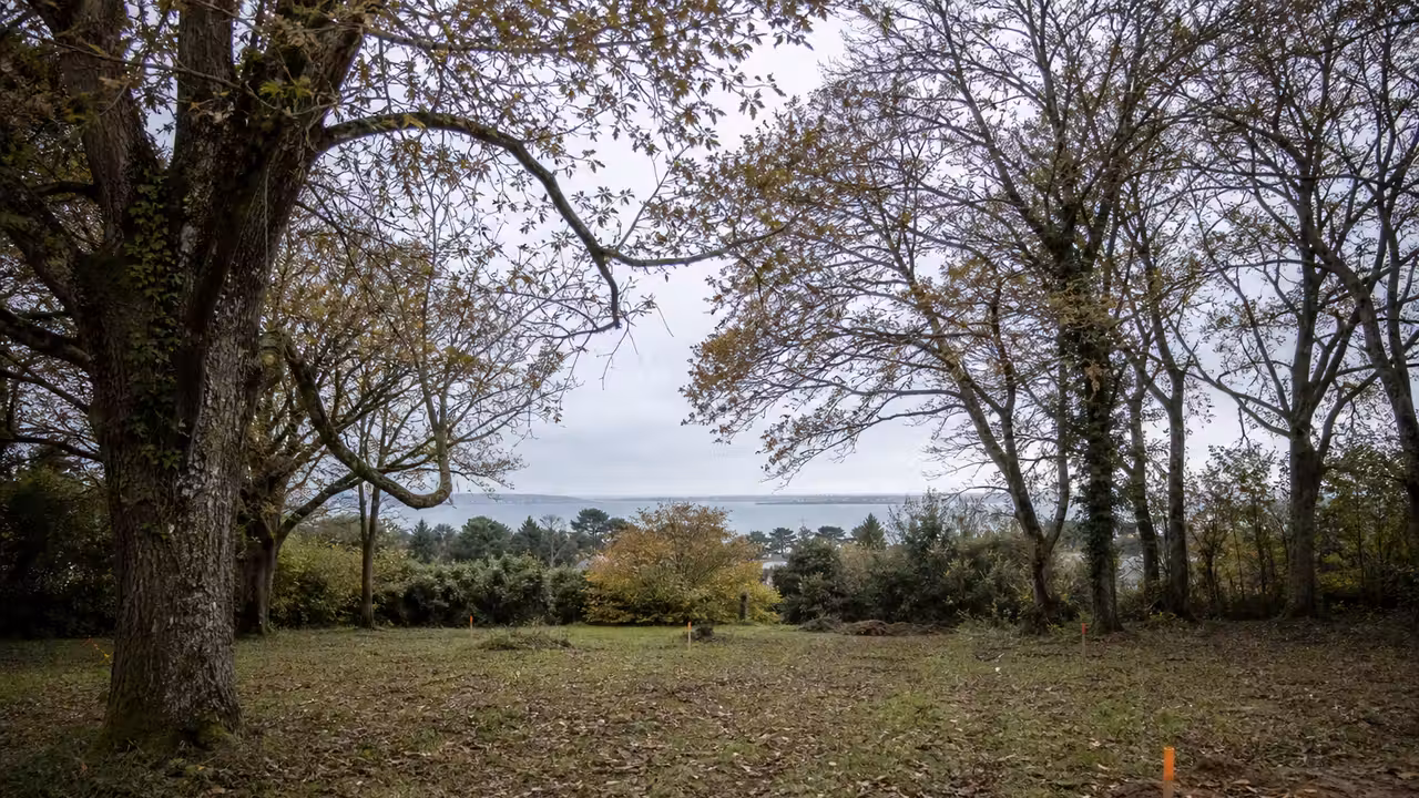Lisière boisée près d’un site d’équipement public, avec des arbres matures préservés autour d’une clairière