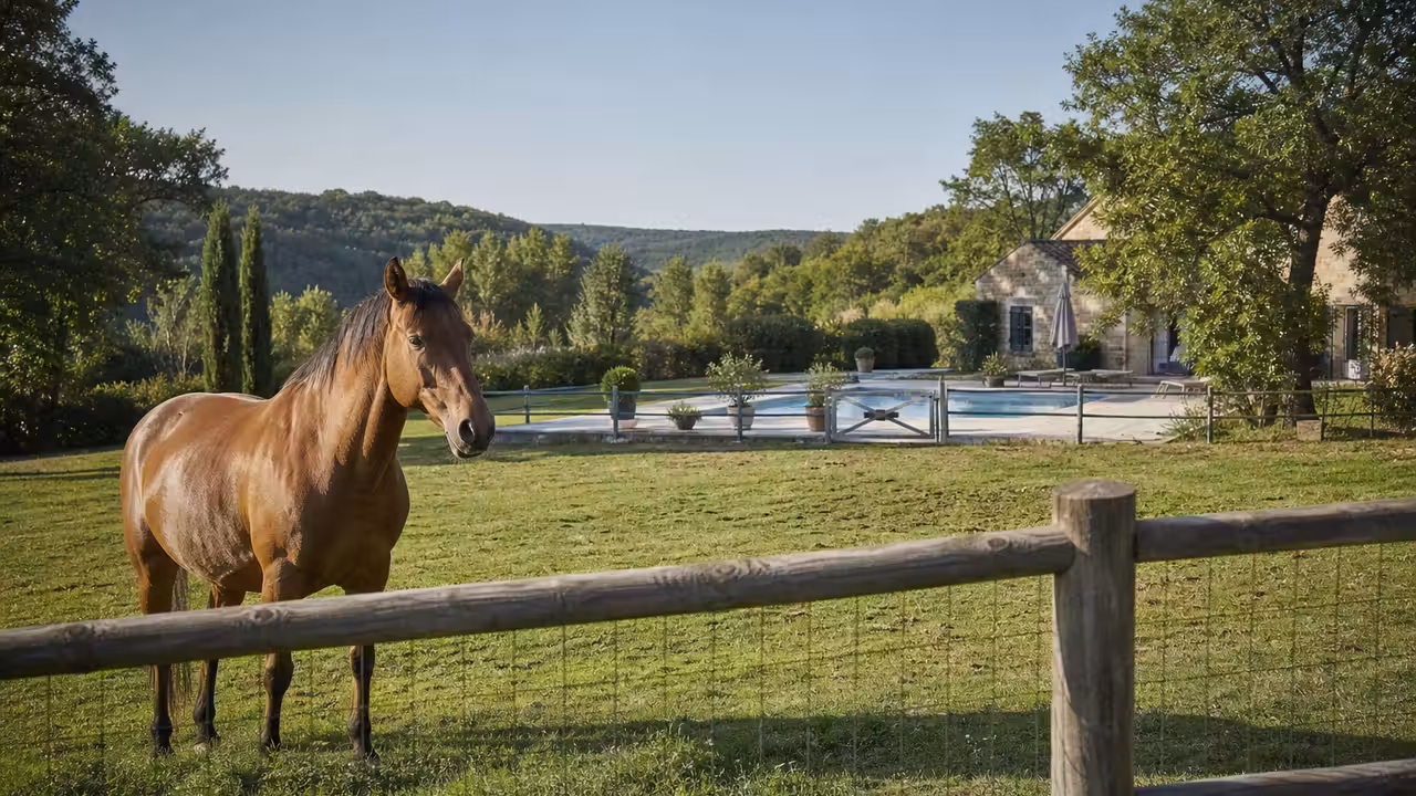 Cheval dans un paddock sécurisé, séparé par une clôture d’une piscine privée et de sa terrasse