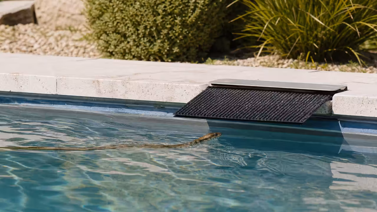 Serpent nageant près d’une rampe de sortie posée contre la paroi d’une piscine privée