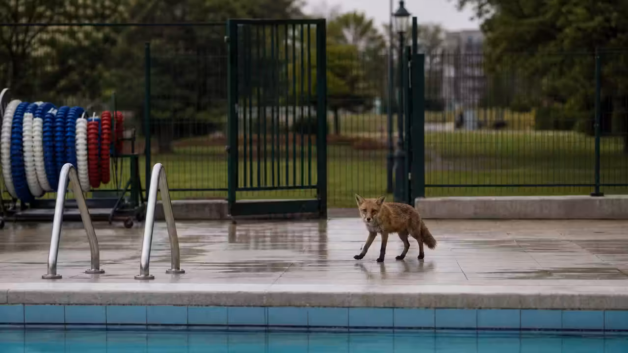 Un renard roux avance prudemment près du bassin vide d’un centre aquatique lumineux