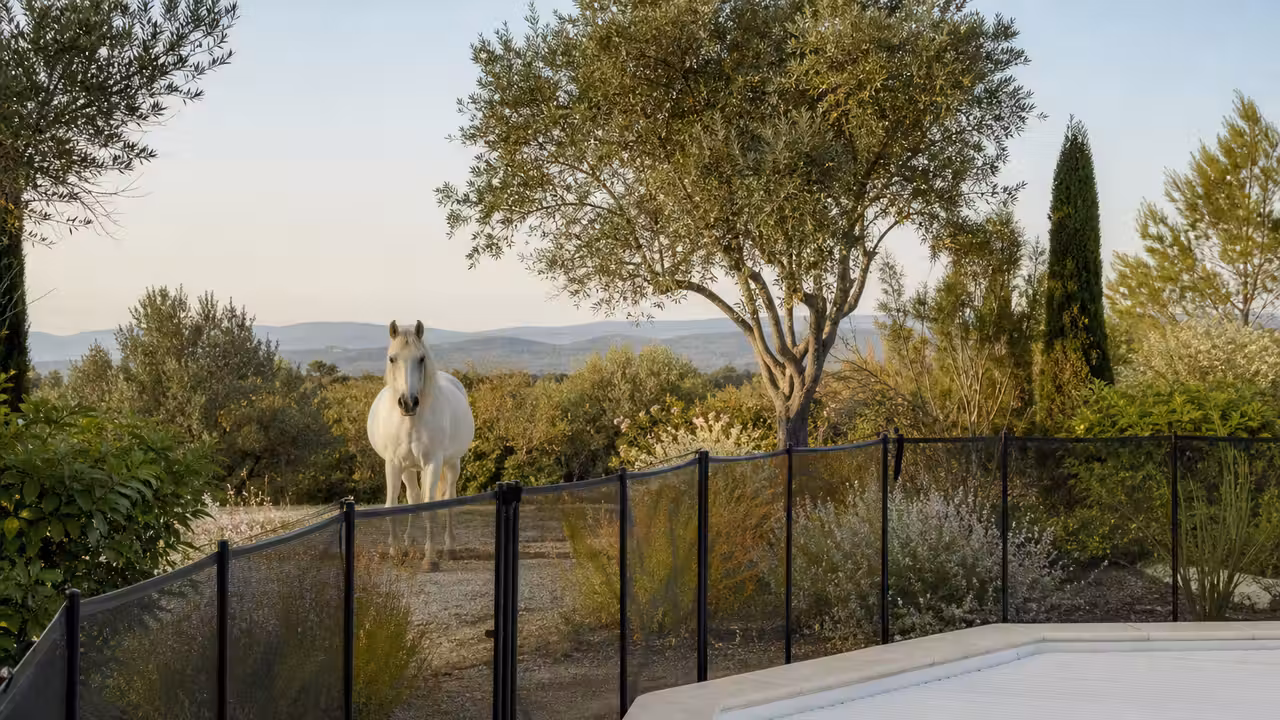 Cheval blanc tenu à distance d’une piscine privée protégée par une barrière et un portillon fermé