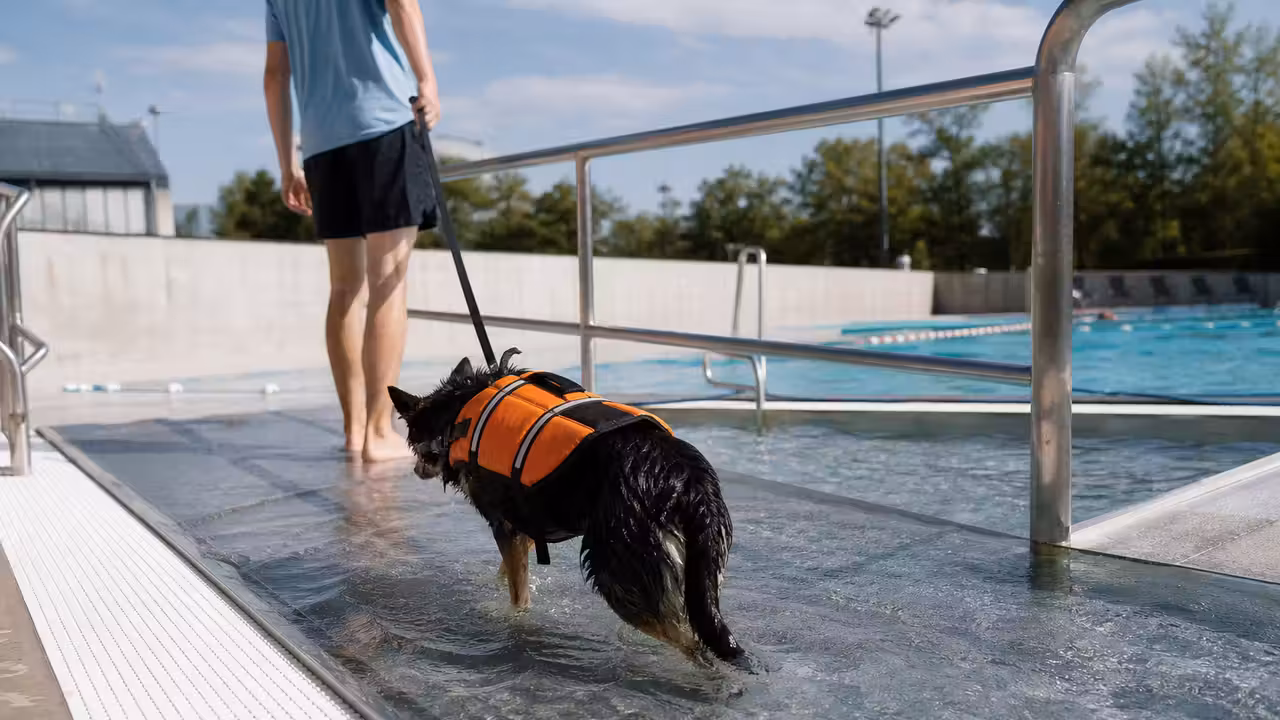 Chien équipé d’un gilet de flottaison entrant dans un bassin extérieur par une rampe antidérapante