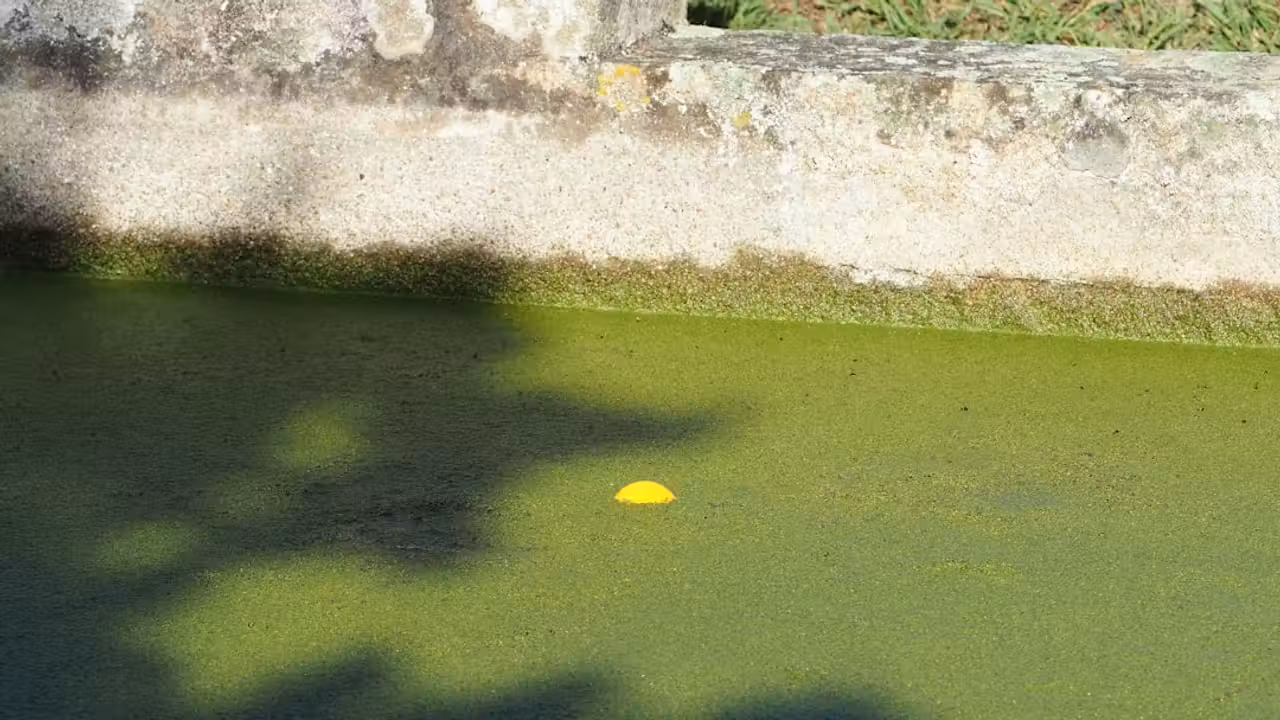 Bassin couvert de piscine municipale avec lignes d’eau calmes et technicien contrôlant l’eau au bord